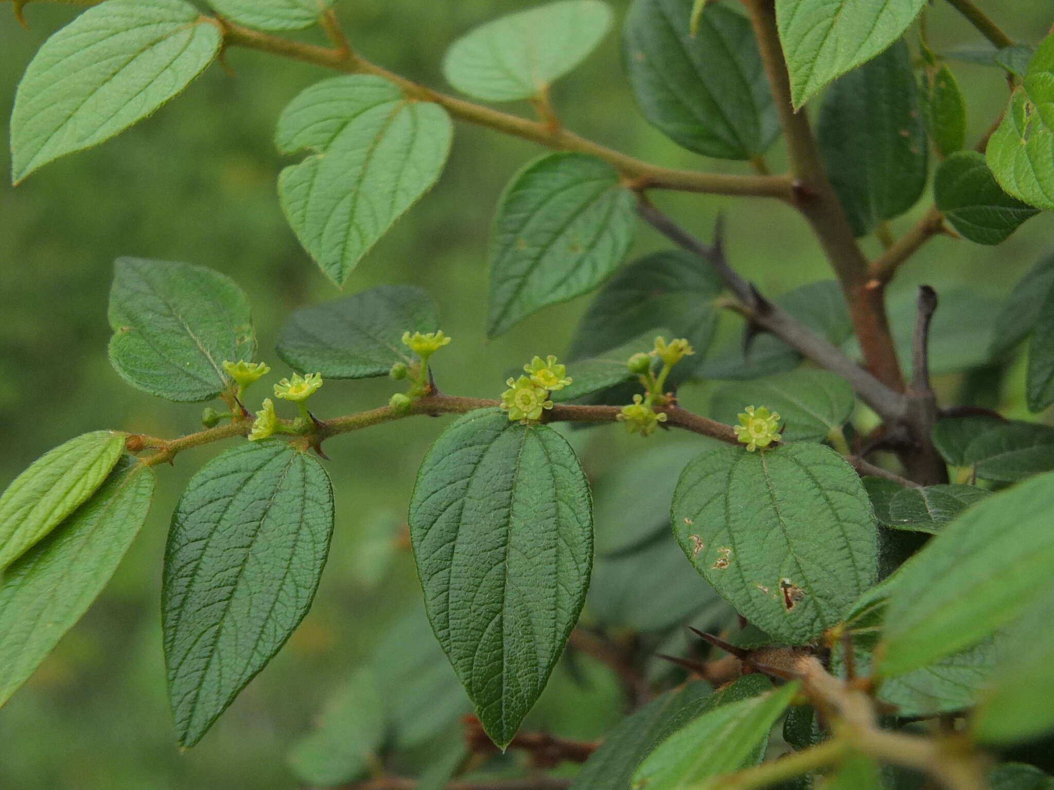 Image of Ziziphus oenopolia (L.) Mill.