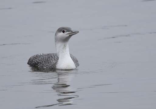 Image of Red-throated Diver