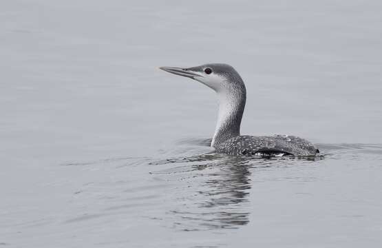 Image of Red-throated Diver