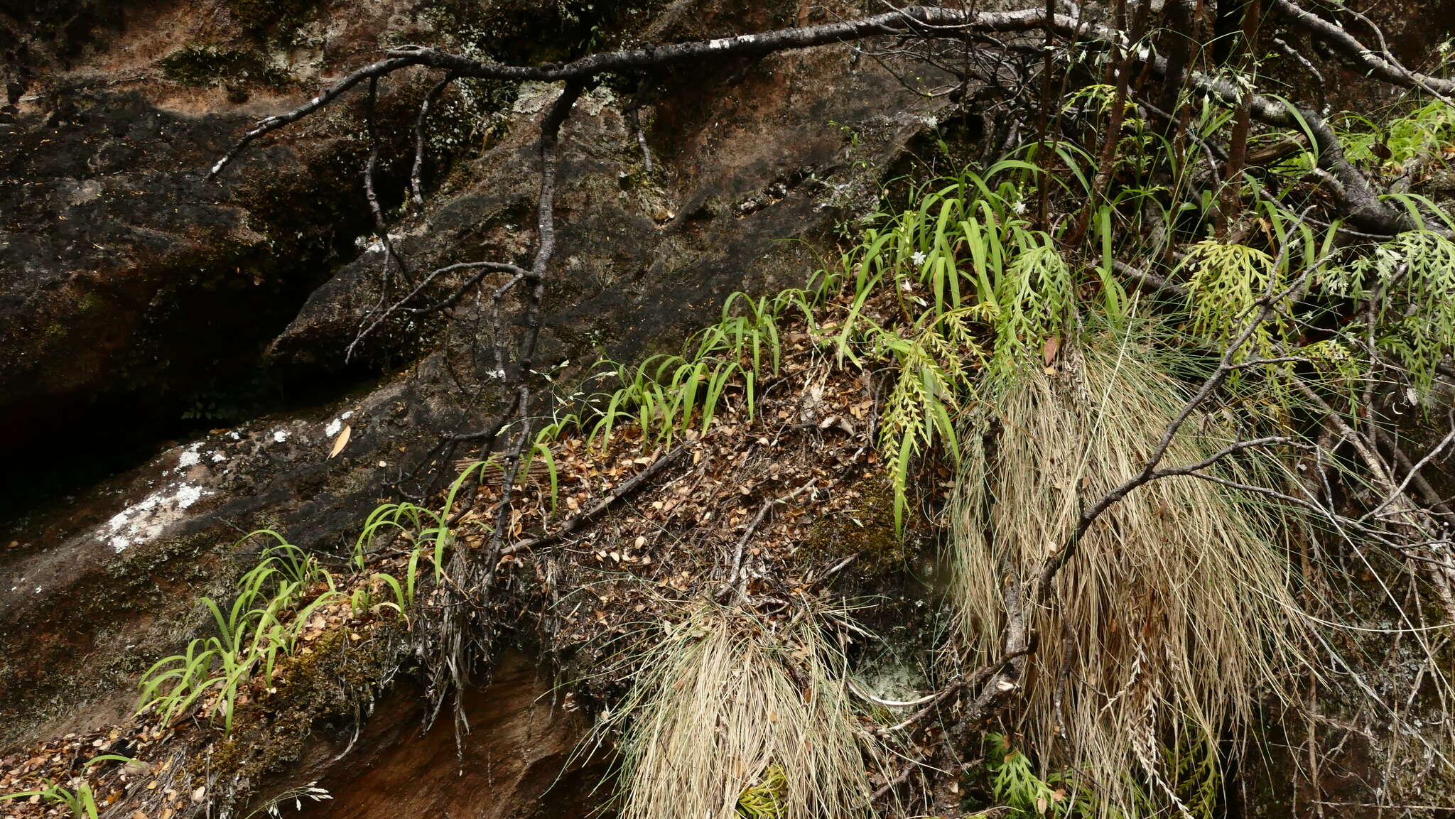 Image of Arthropodium candidum Raoul