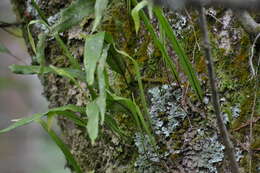 Image of Pleopeltis crassinervata (Fée) T. Moore