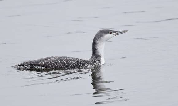 Image of Red-throated Diver