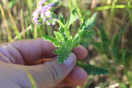 Image of Heliotropium nicotianifolium Poir.