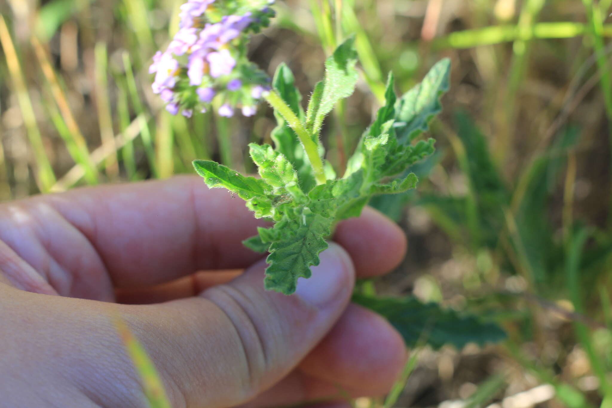 Image of Heliotropium nicotianifolium Poir.