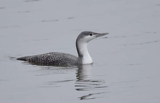 Image of Red-throated Diver