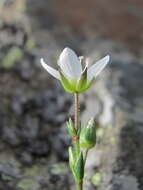 Minuartia hirsuta subsp. oreina Mattf.的圖片