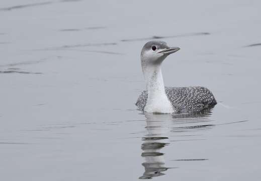 Image of Red-throated Diver