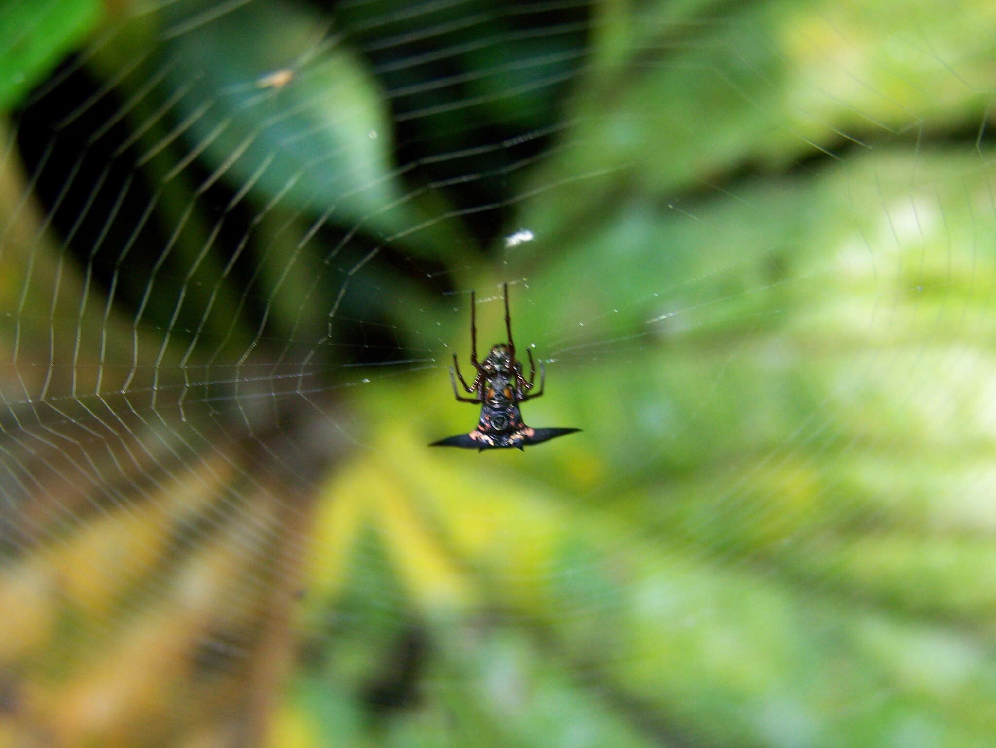 صورة Micrathena pilaton Levi 1985