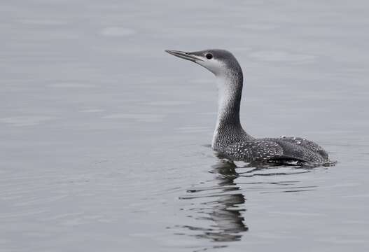 Image of Red-throated Diver