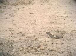 Image of Hardwick's spiny-tailed lizard