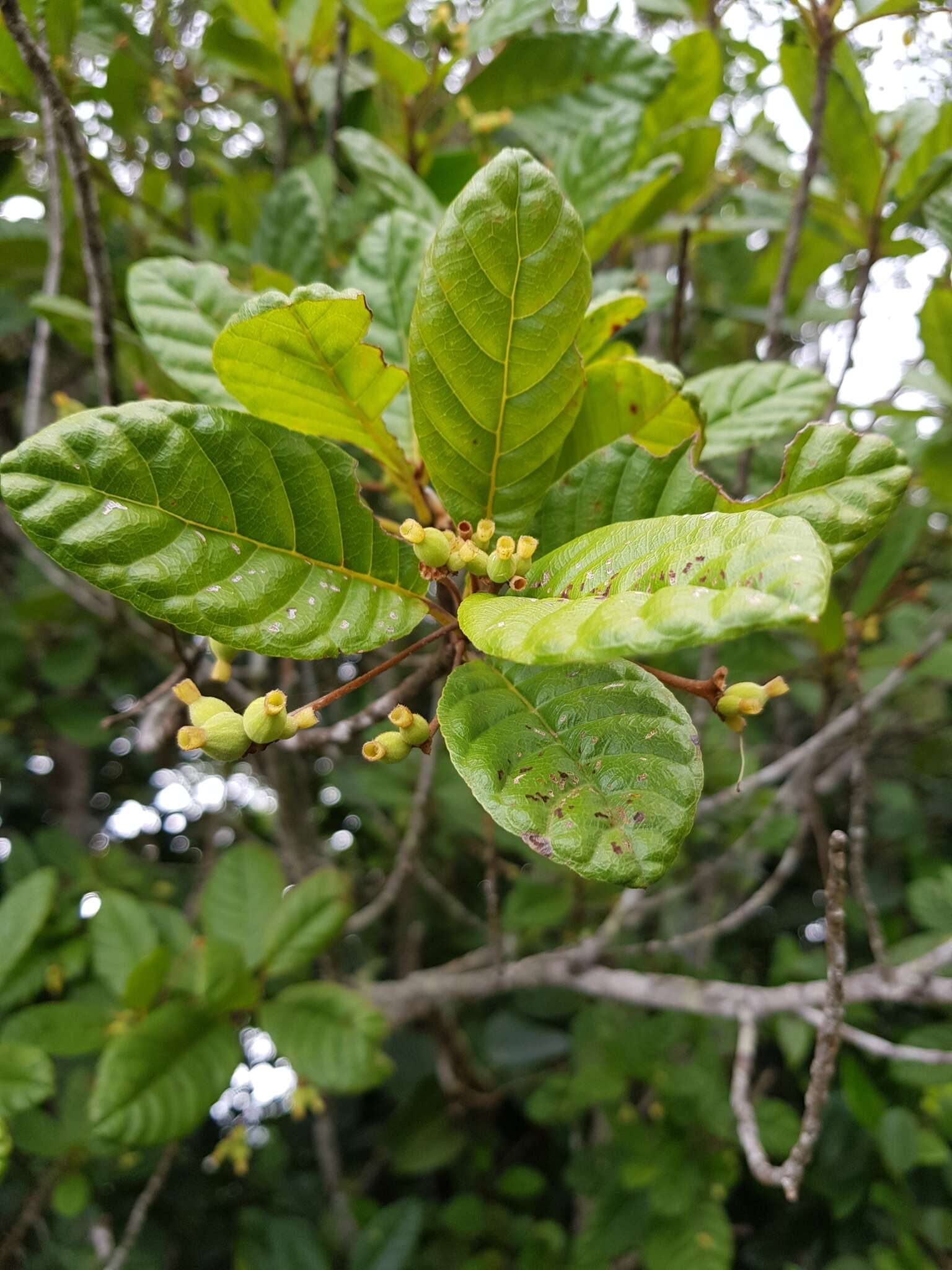 Image de Guettarda ovalifolia Urb.