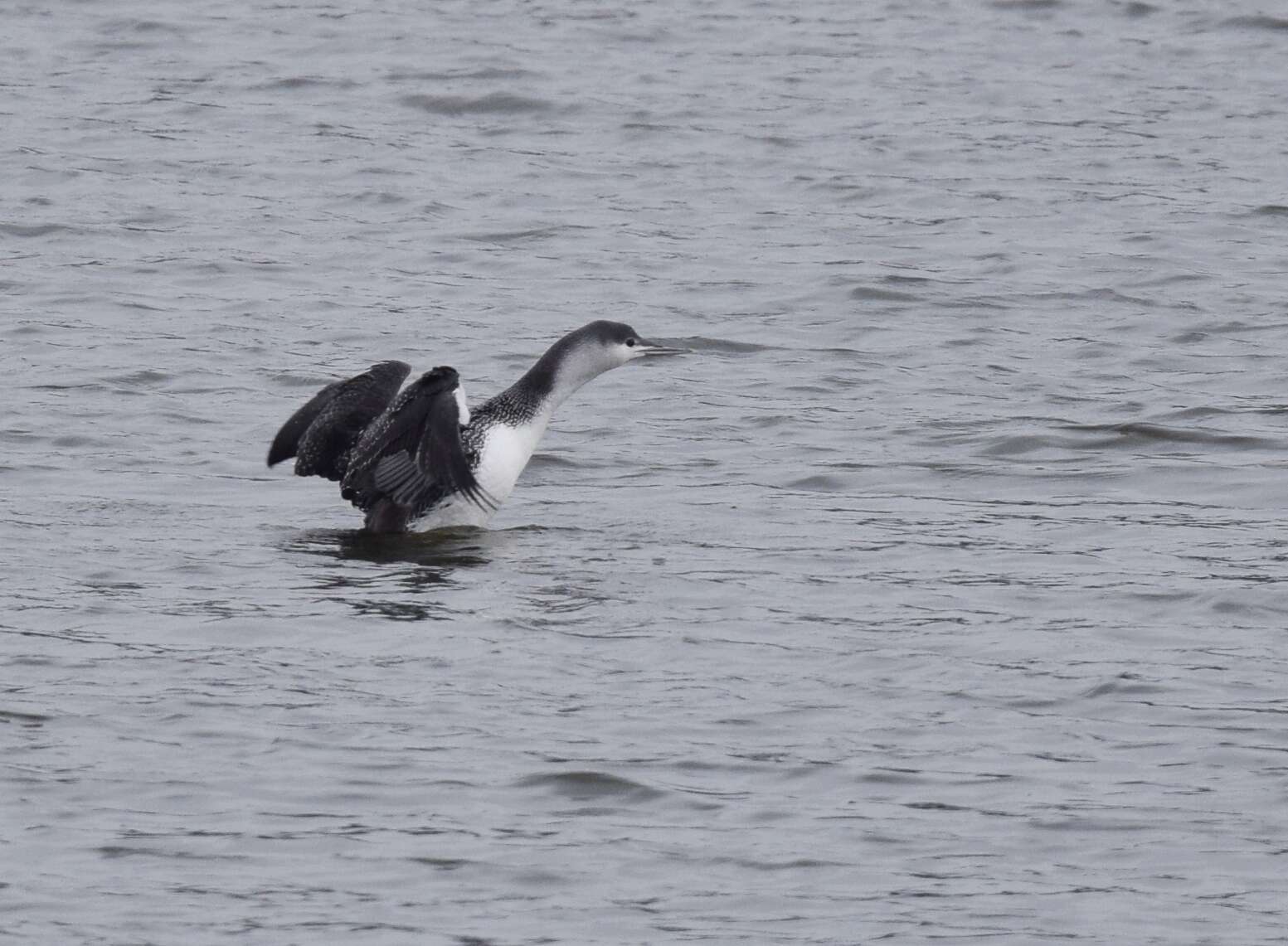 Image of Red-throated Diver