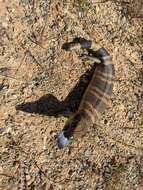 Image of Western blue-tongued lizard