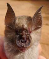 Image of Lander's Horseshoe Bat