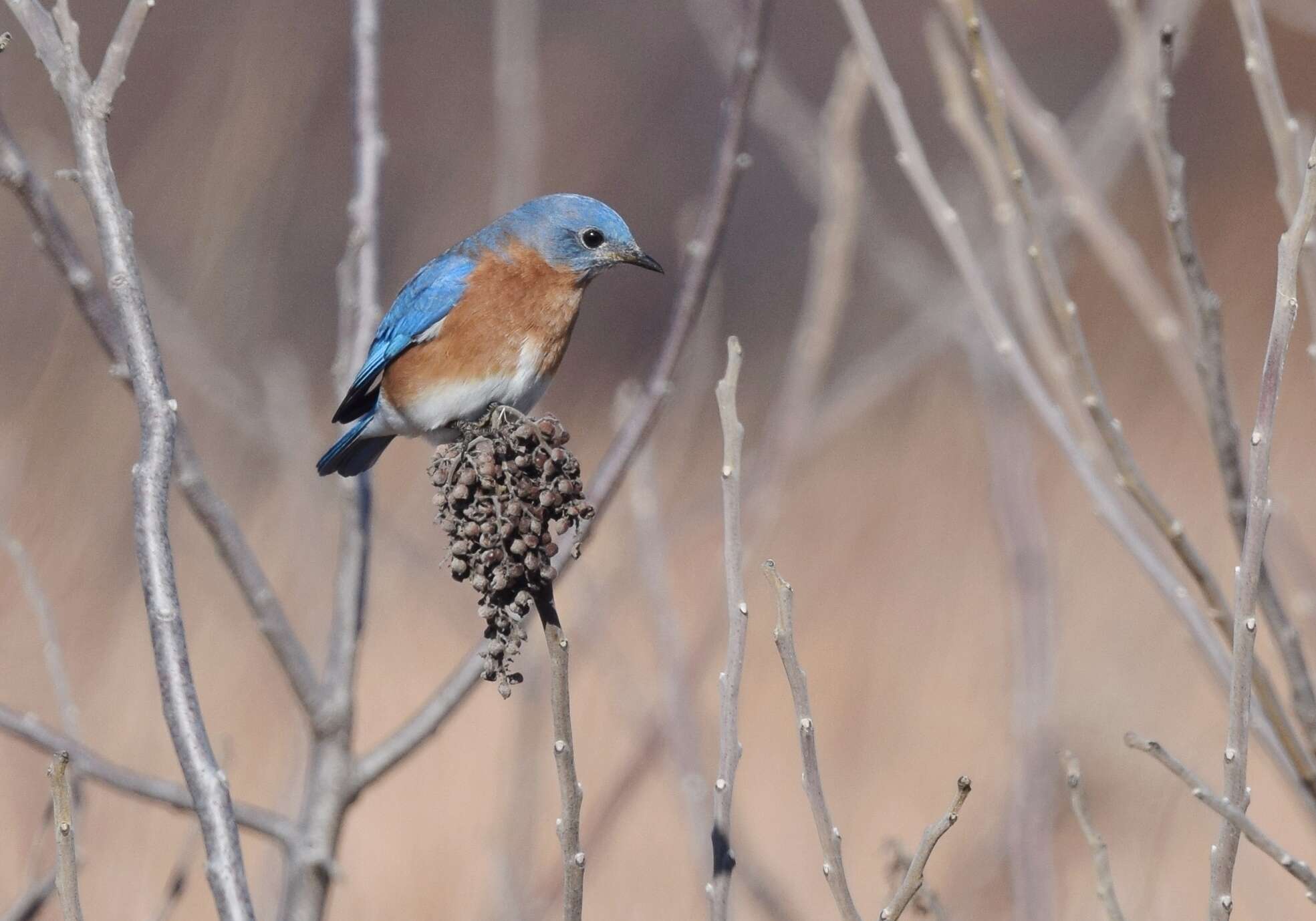 Image of Eastern Bluebird