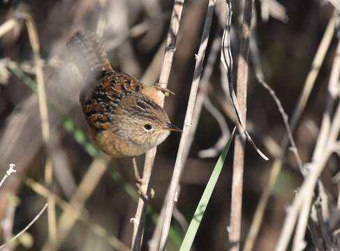 Image of Sedge Wren