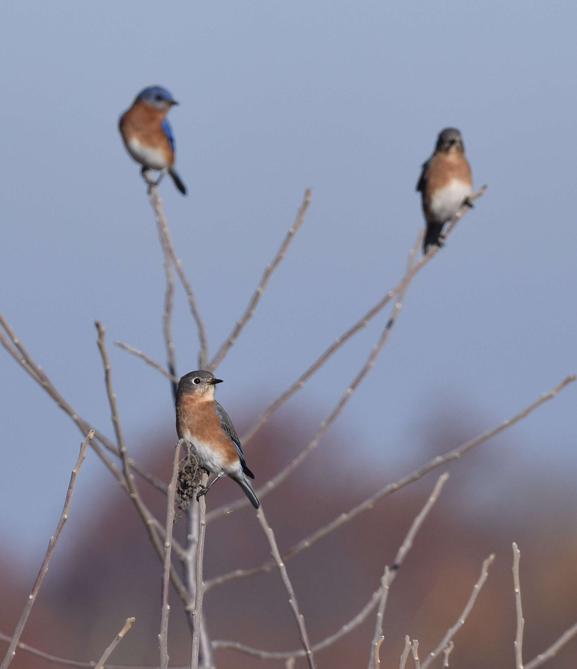 Image of Eastern Bluebird