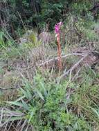 Imagem de Watsonia pulchra N. E. Br. ex Goldblatt