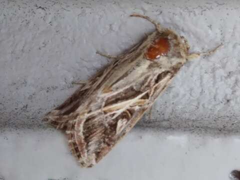 Image of Caribbean Armyworm Moth