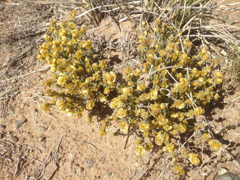 Image of Anabasis brevifolia C. A. Mey.