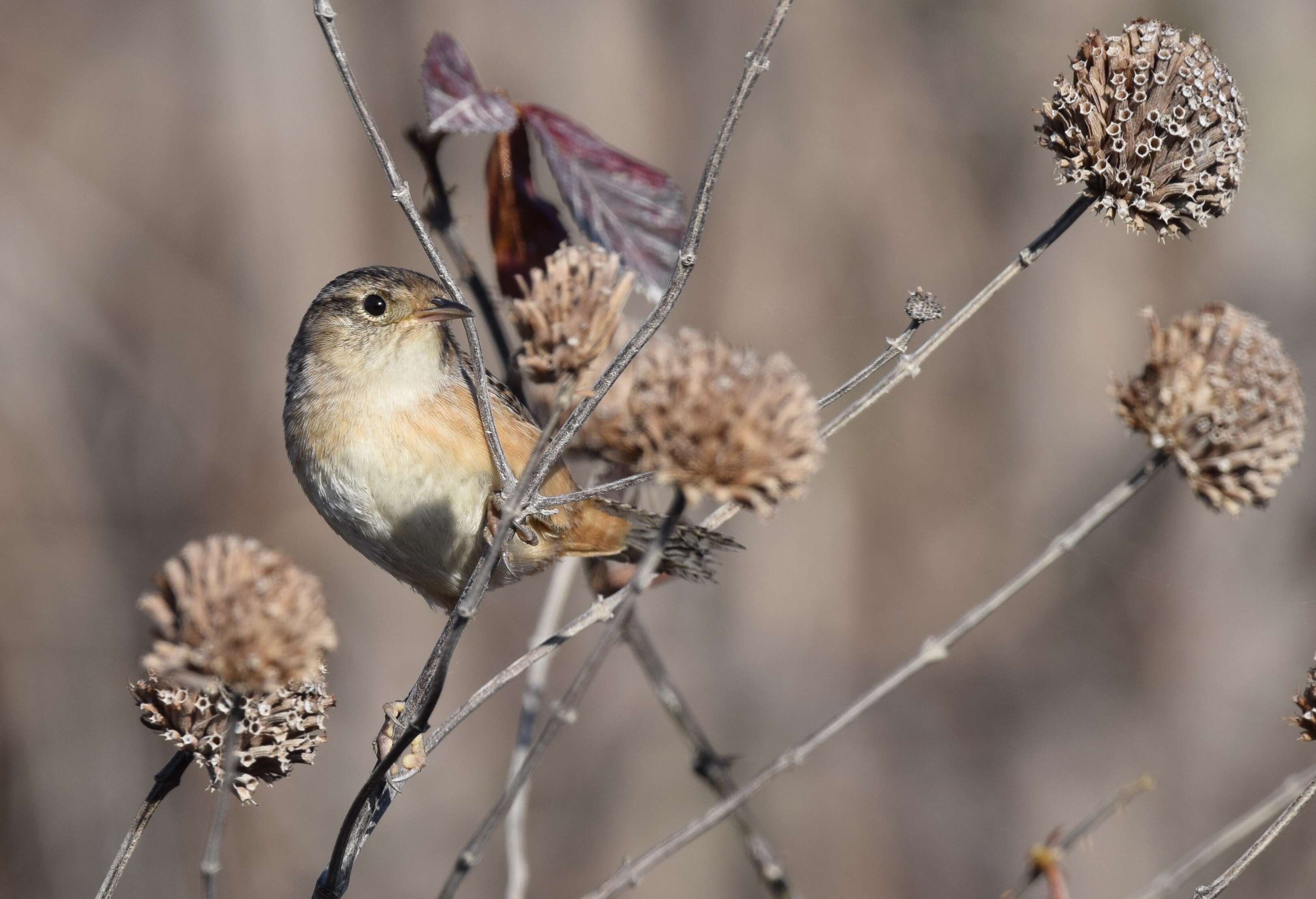 Image of Sedge Wren