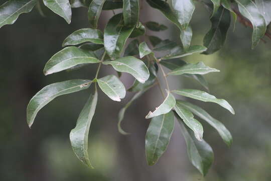 Image of Philenoptera sutherlandii