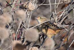 Image of Sedge Wren