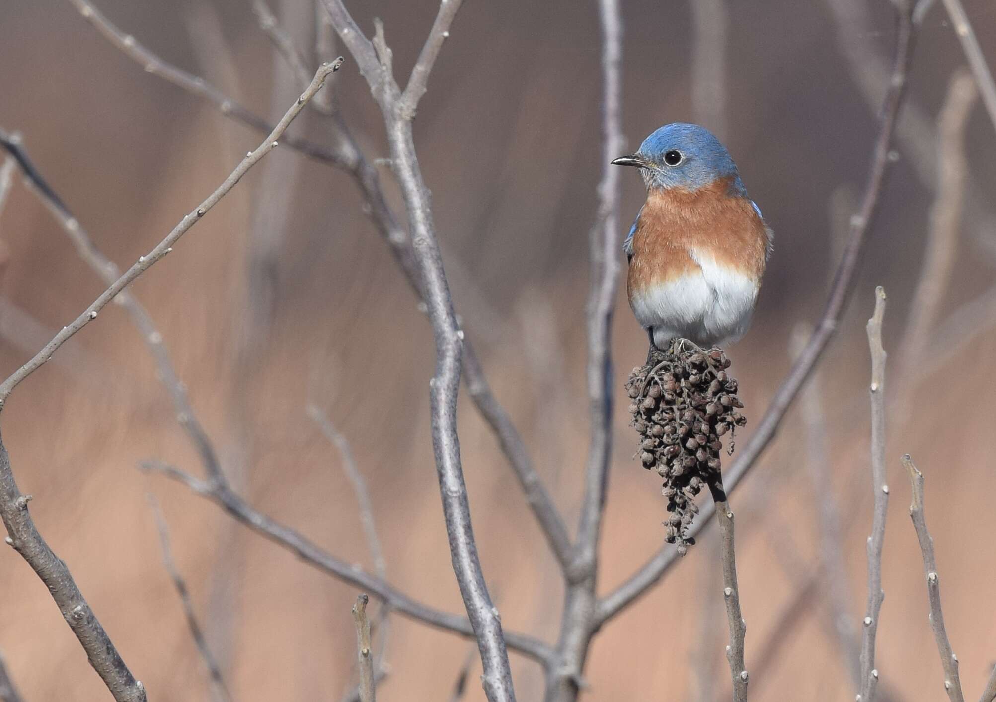 Image of Eastern Bluebird