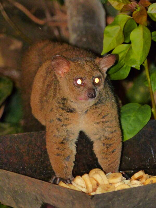 Image of Garnett's Greater Galago