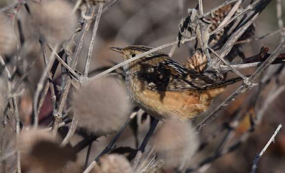 Image of Sedge Wren