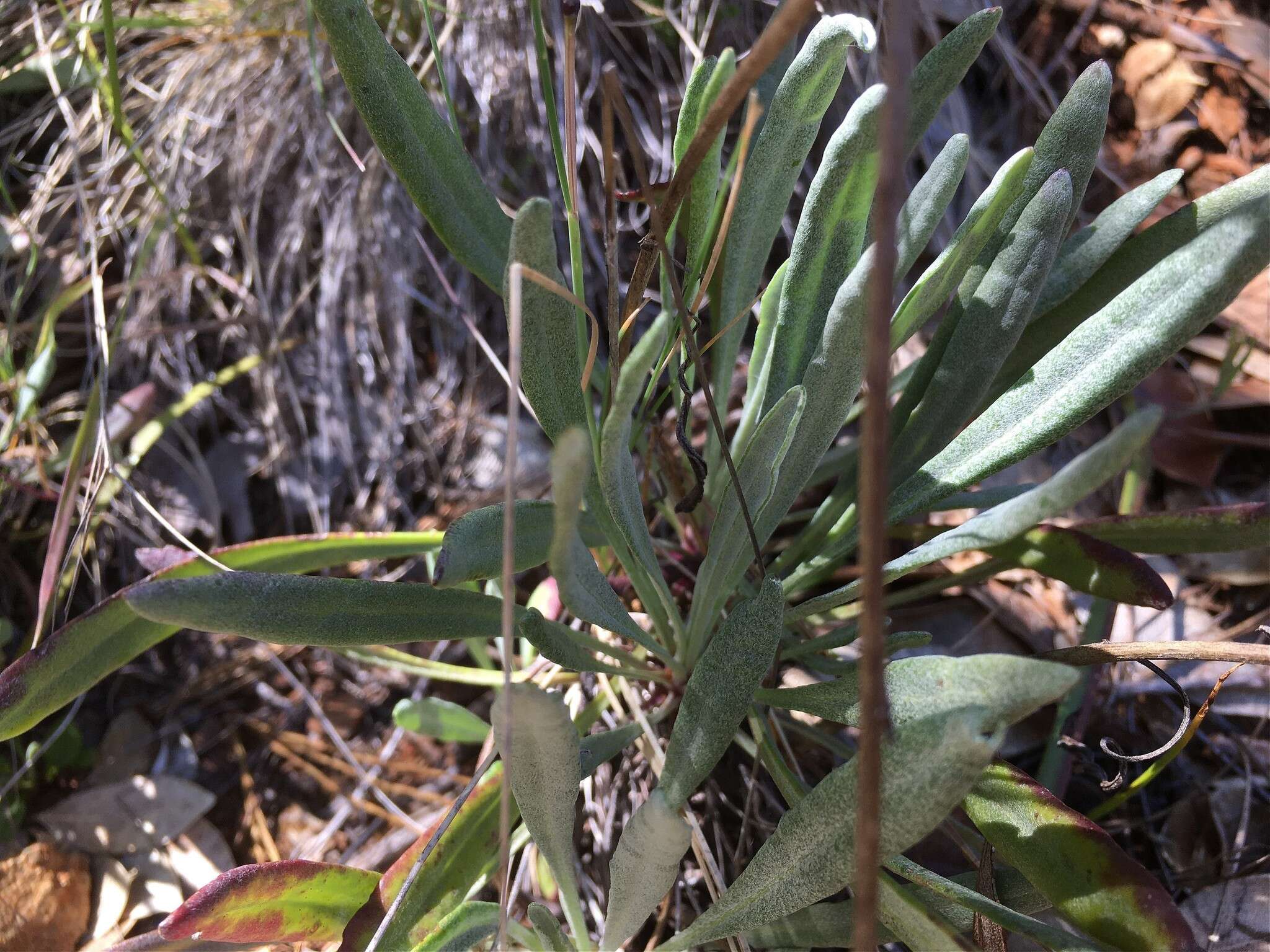 Image of Siskiyou Mountain Groundsel