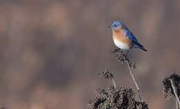 Image of Eastern Bluebird