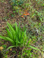 Image of Chasmanthe bicolor (Gasp.) N. E. Br.