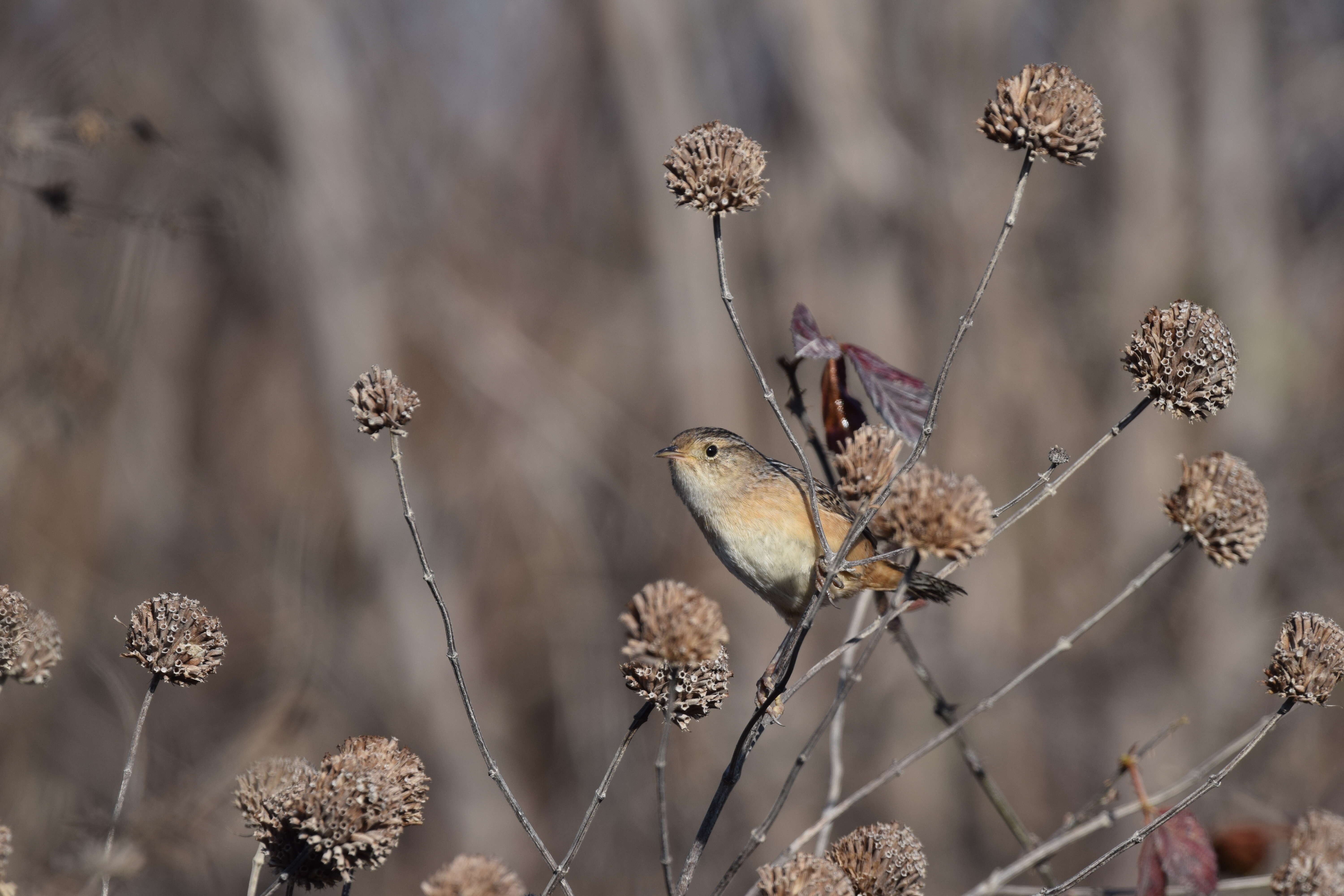 Image of Sedge Wren