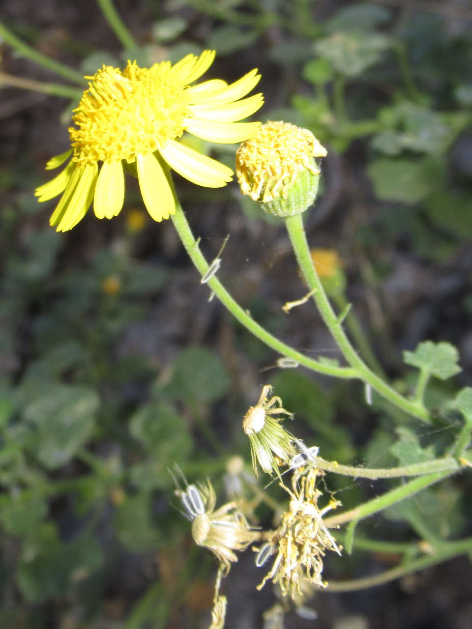 Image of Parry's rockdaisy