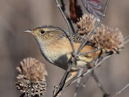 Image of Sedge Wren