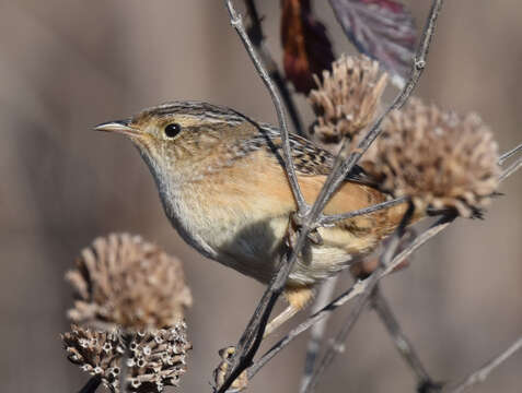 Image of Sedge Wren