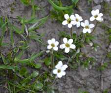 Sivun Saxifraga androsacea L. kuva