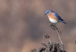 Image of Eastern Bluebird