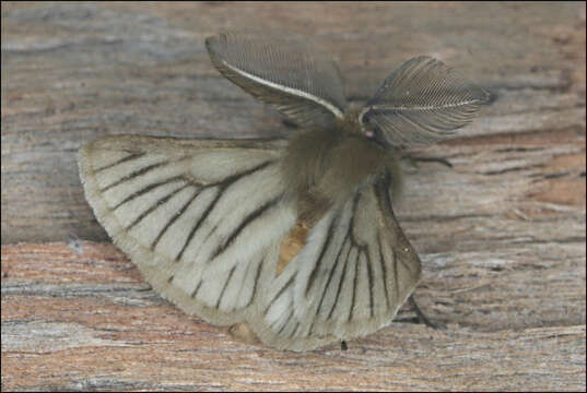 Image of Pterolocera amplicornis Walker 1855