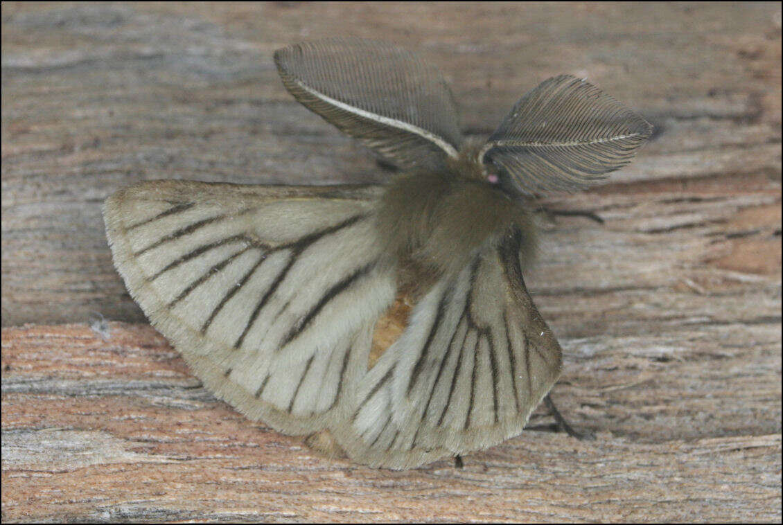 Image of Pterolocera amplicornis Walker 1855