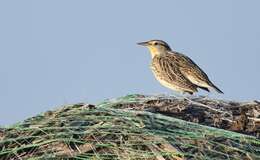 Image of Western Meadowlark