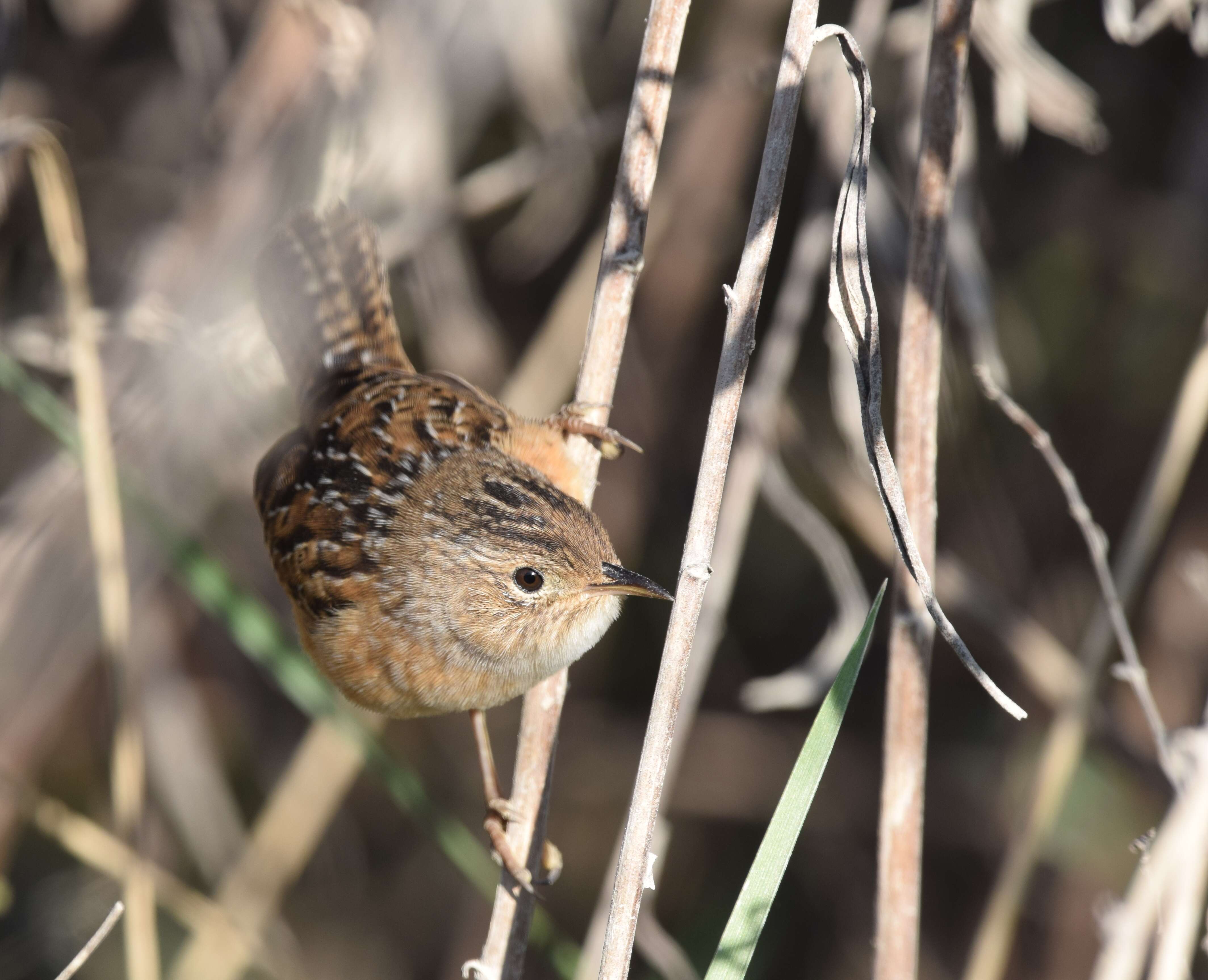 Image of Sedge Wren