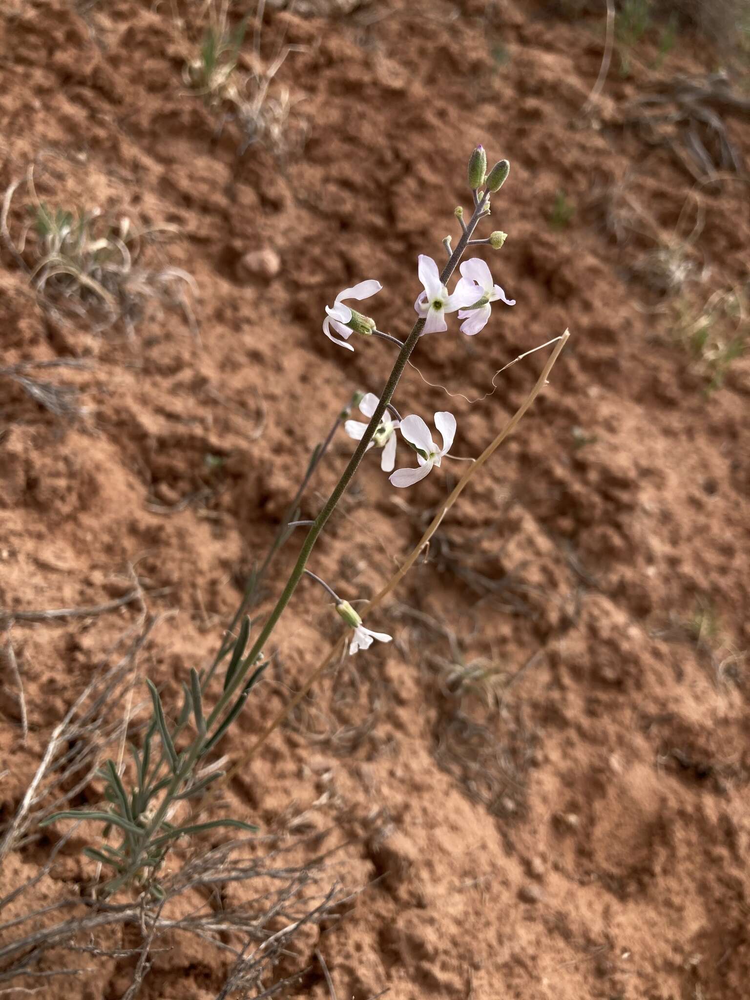 Image de Boechera formosa (Greene) Windham & Al-Shehbaz