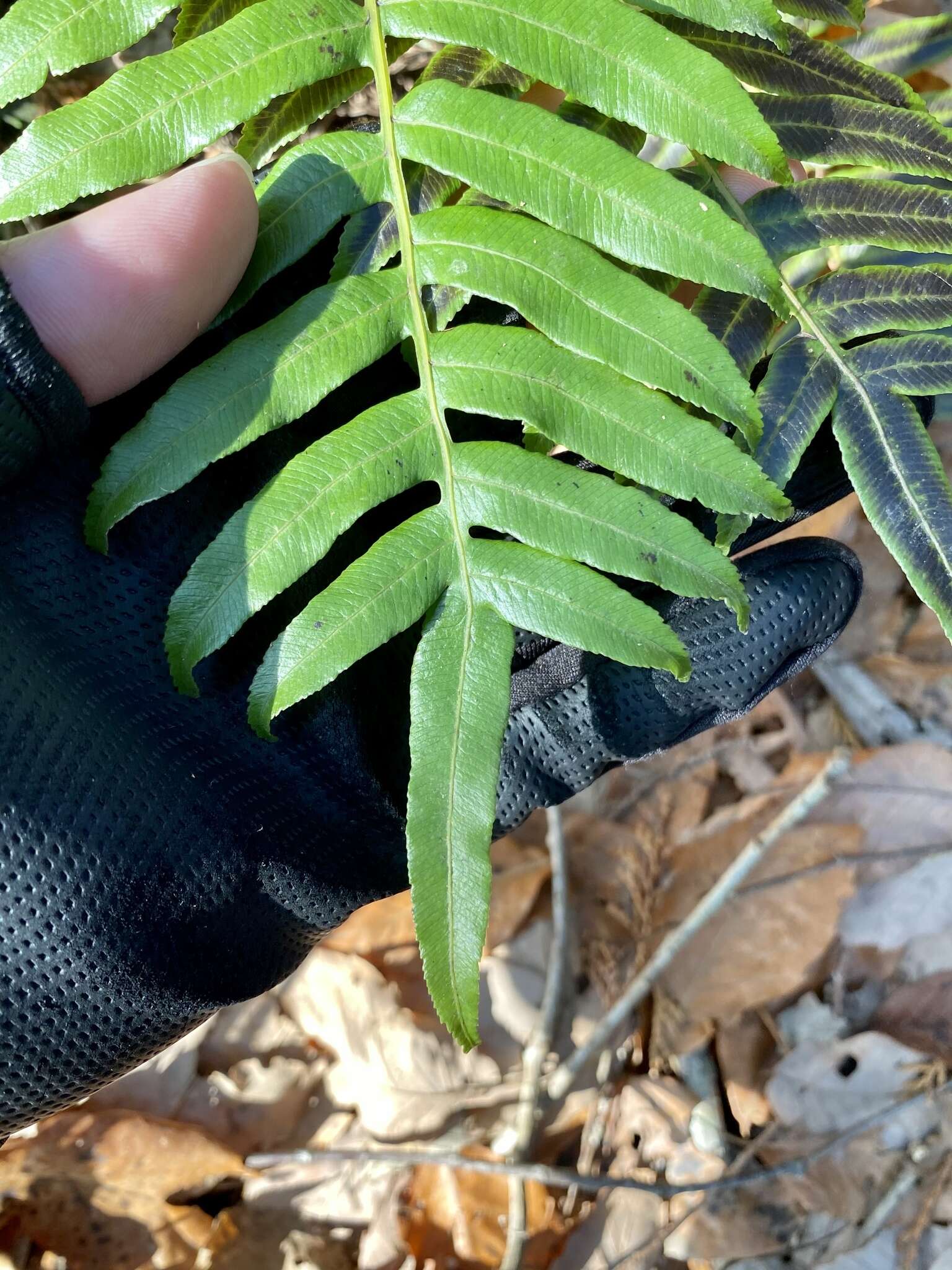 Plancia ëd Plagiogyria japonica Nakai