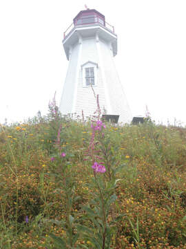 Image of Narrow-Leaf Fireweed