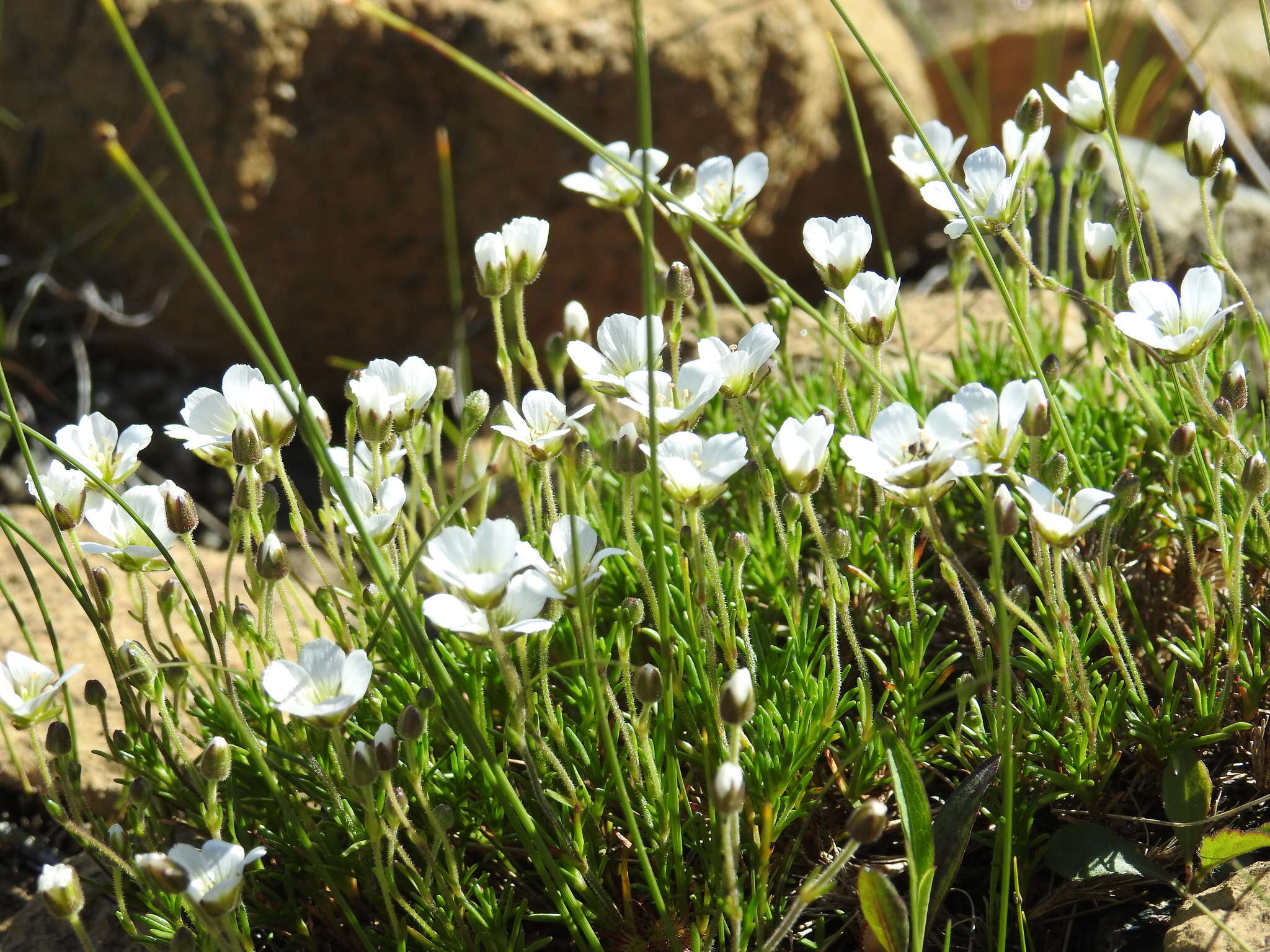 Sivun Cherleria marcescens (Fernald) A. J. Moore & Dillenb. kuva