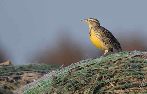 Image of Western Meadowlark