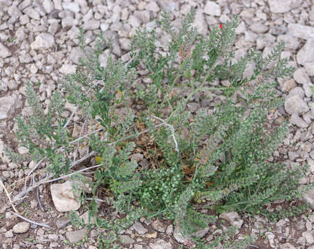 Image of Wright's pepperweed