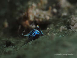 Image of Gastropteron chacmol Gosliner 1989